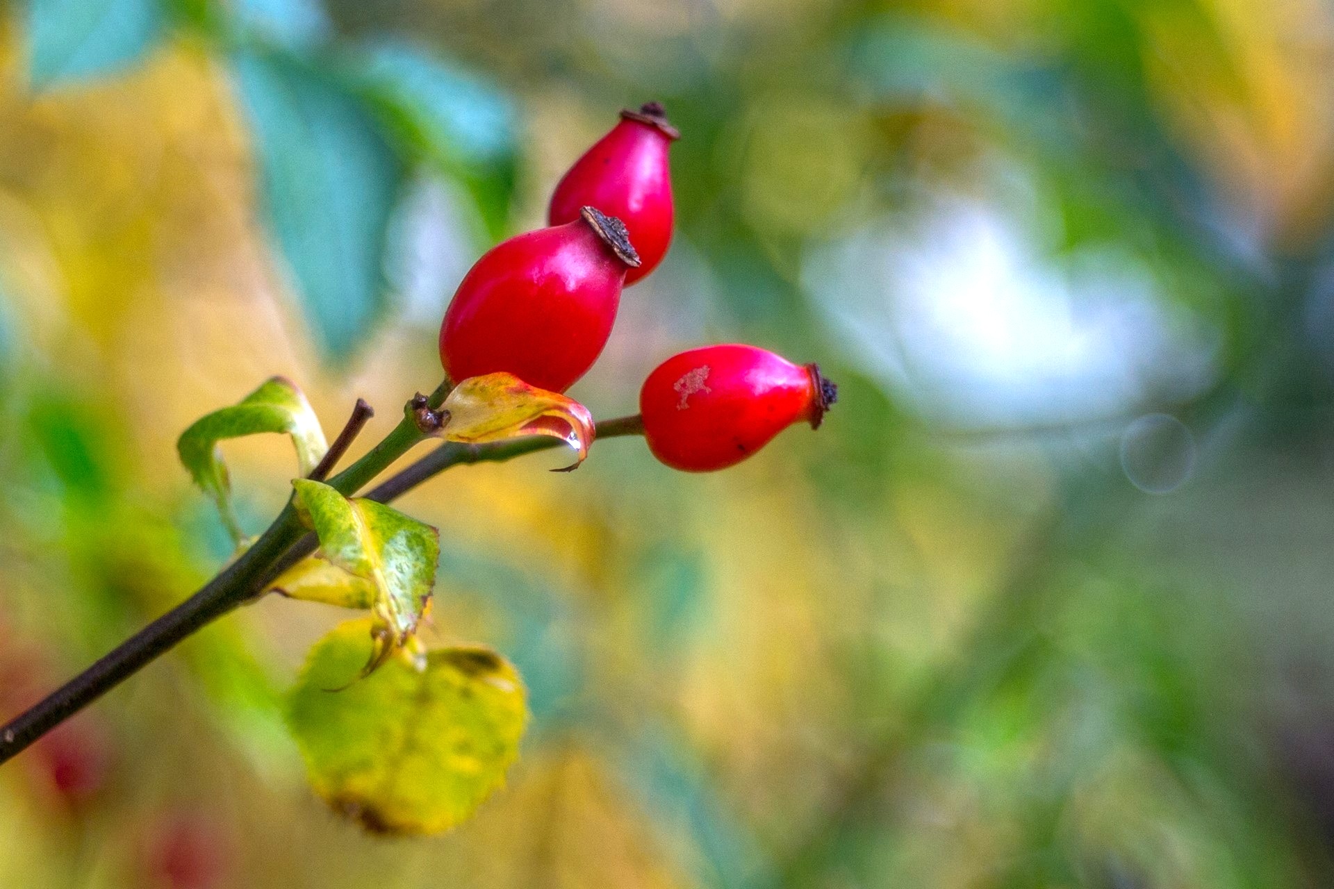 25 let svátku Božího milosrdenství